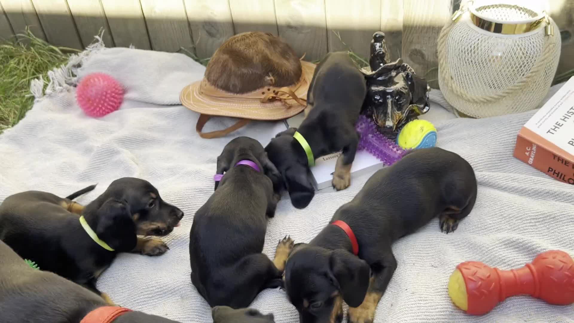 Dachshund dogs for sale: Gorgeous Black and Tan Dachshund Puppies - Video 4
