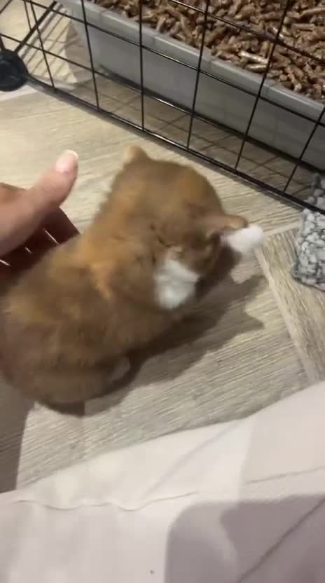 British Shorthair cats for sale: 🏆Gccf Cinnamon tortie Fawn Red bi colour 🏆 - Video 1
