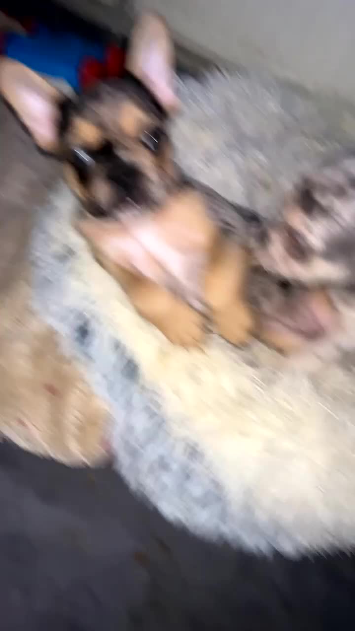 French Bulldog dogs for sale: French bulldog puppies fluffy carriers  - Video 1