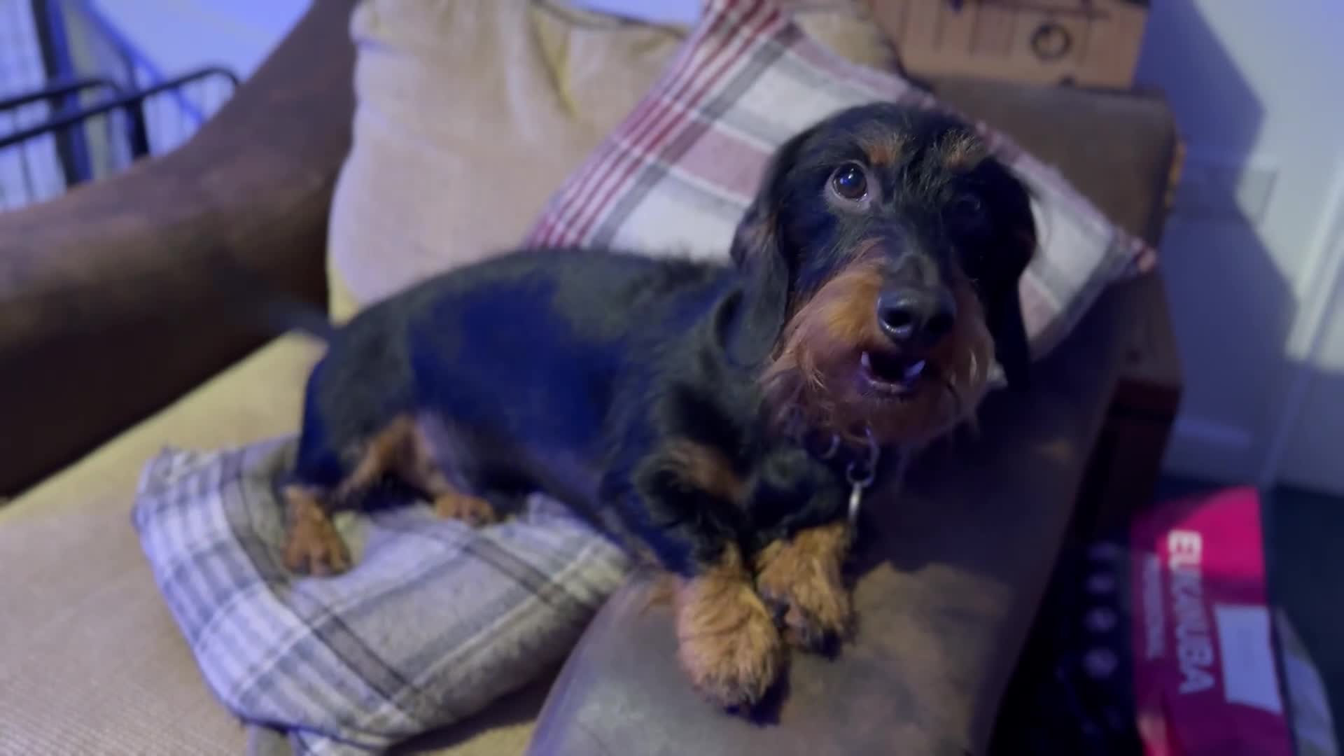 Dachshund dogs for sale: Gorgeous Standard wire haired & smooth Dachshunds - Video 3