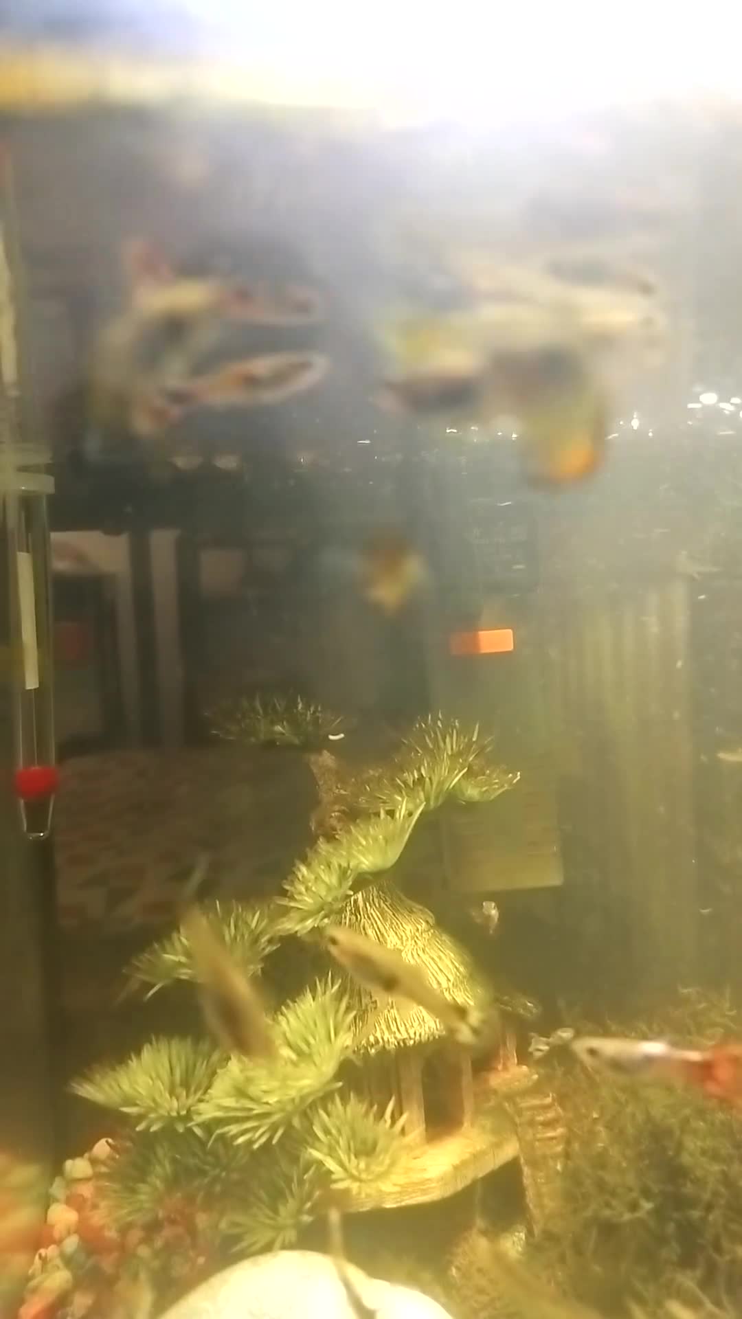Live Bearers fish for sale: Guppies  - Video 1