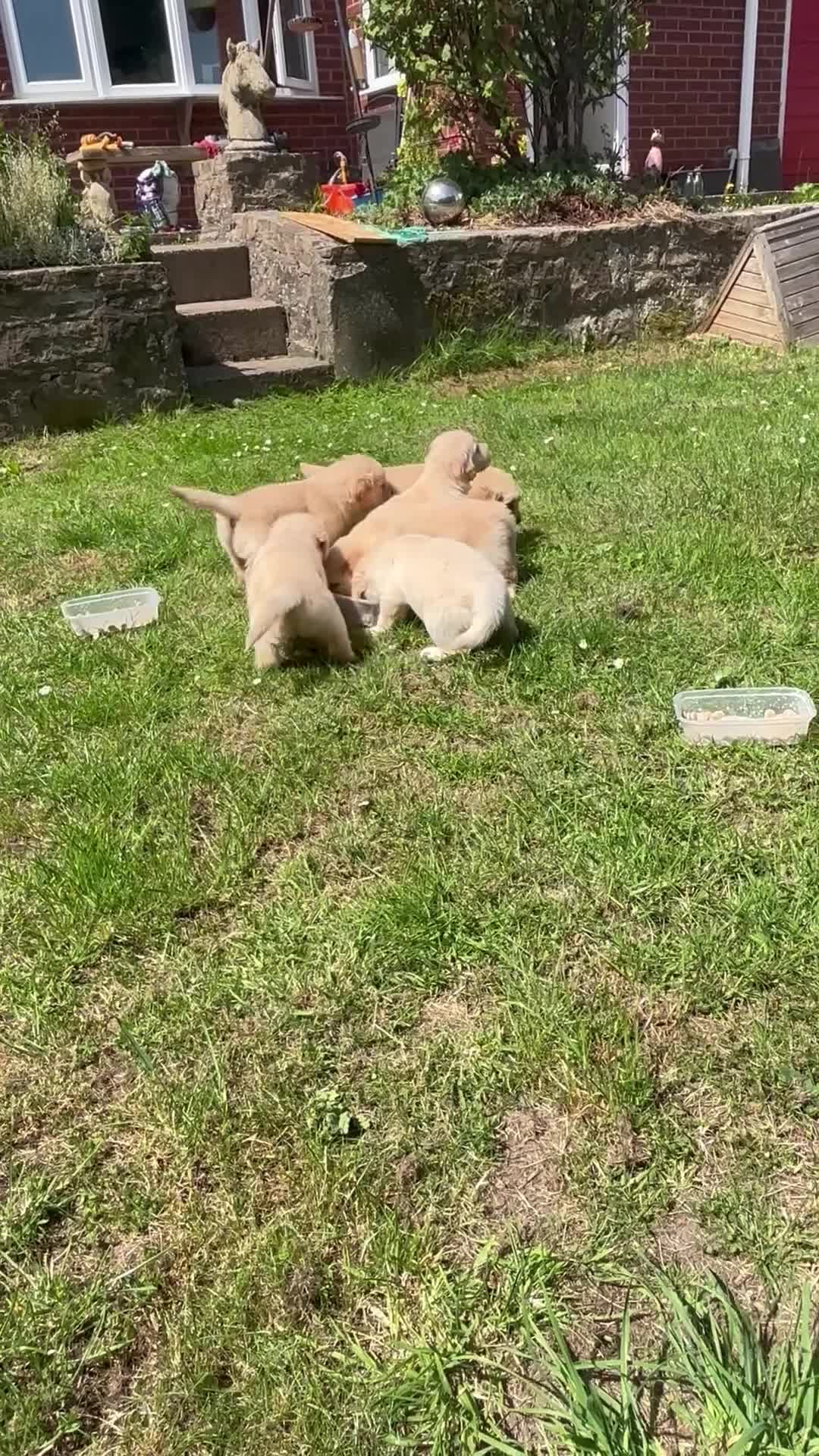 Golden Retriever dogs for sale: Gorgeous goldens - Video 2