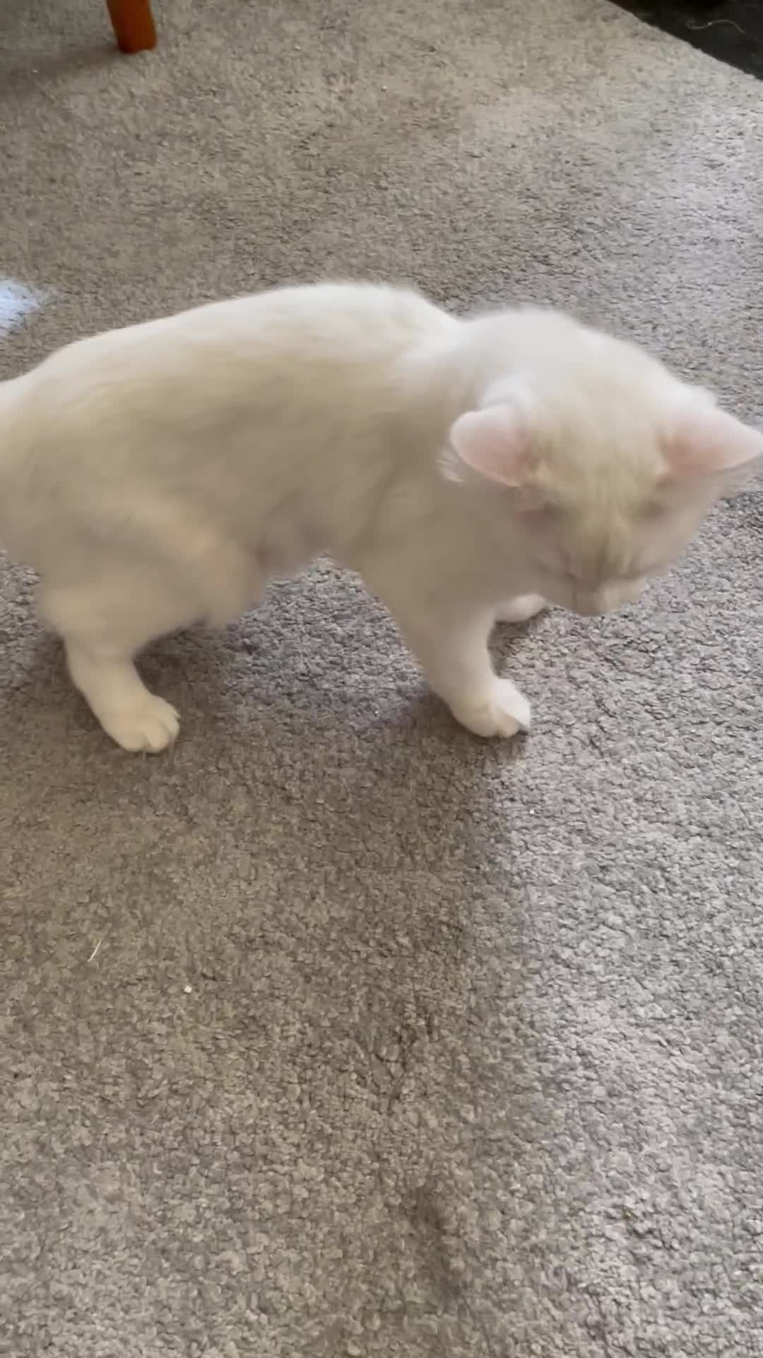 Siberian cats for sale: Siberian Male Kitten for Sale in London - Video 1