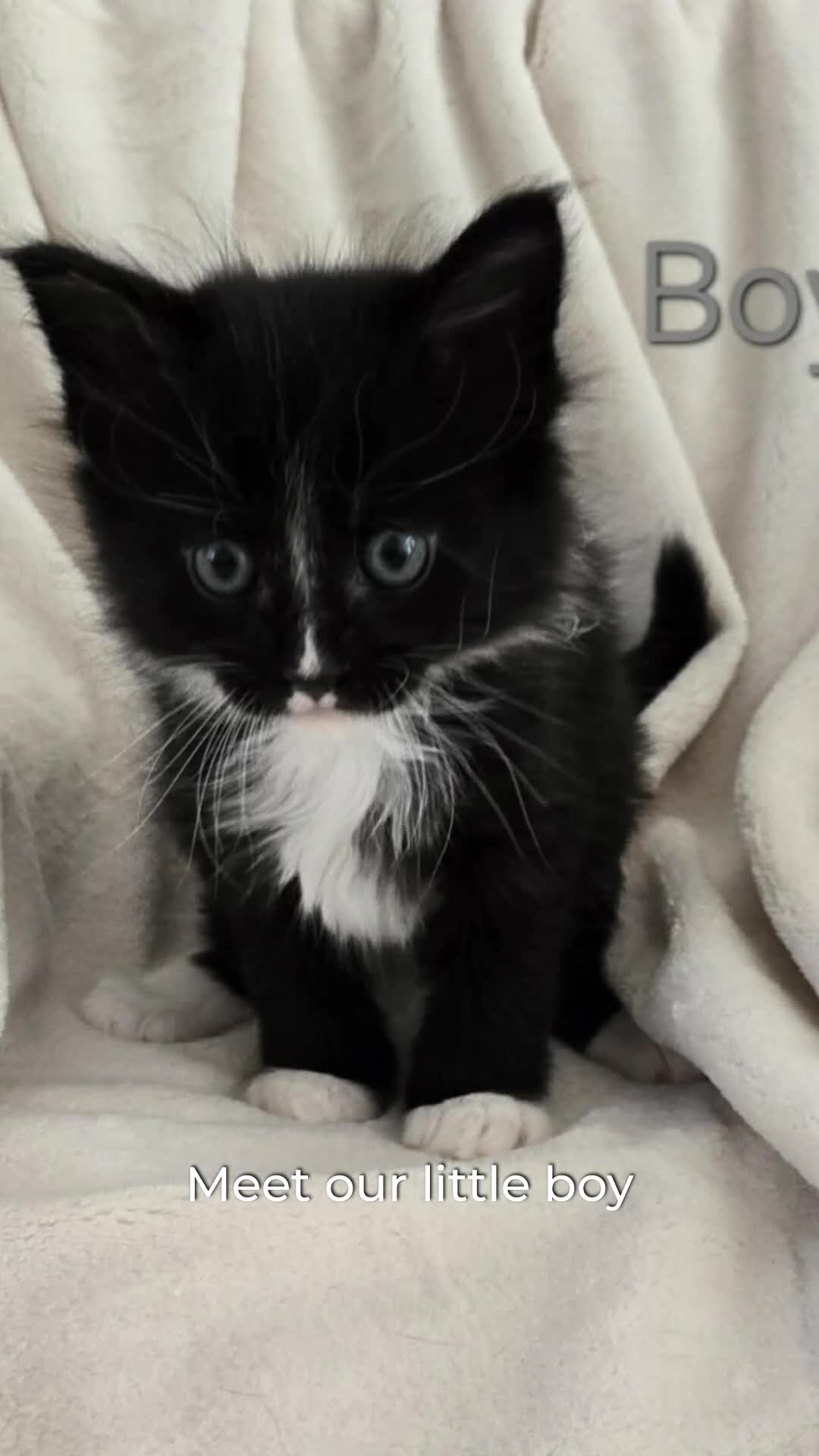 Maine Coon cats for sale: Fantastic TICA registered Maine Coon boy. - Video 1
