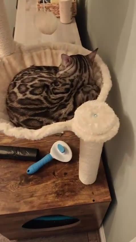 Bengal cats for sale: 2x Silver bengal for sale - male - Video 1