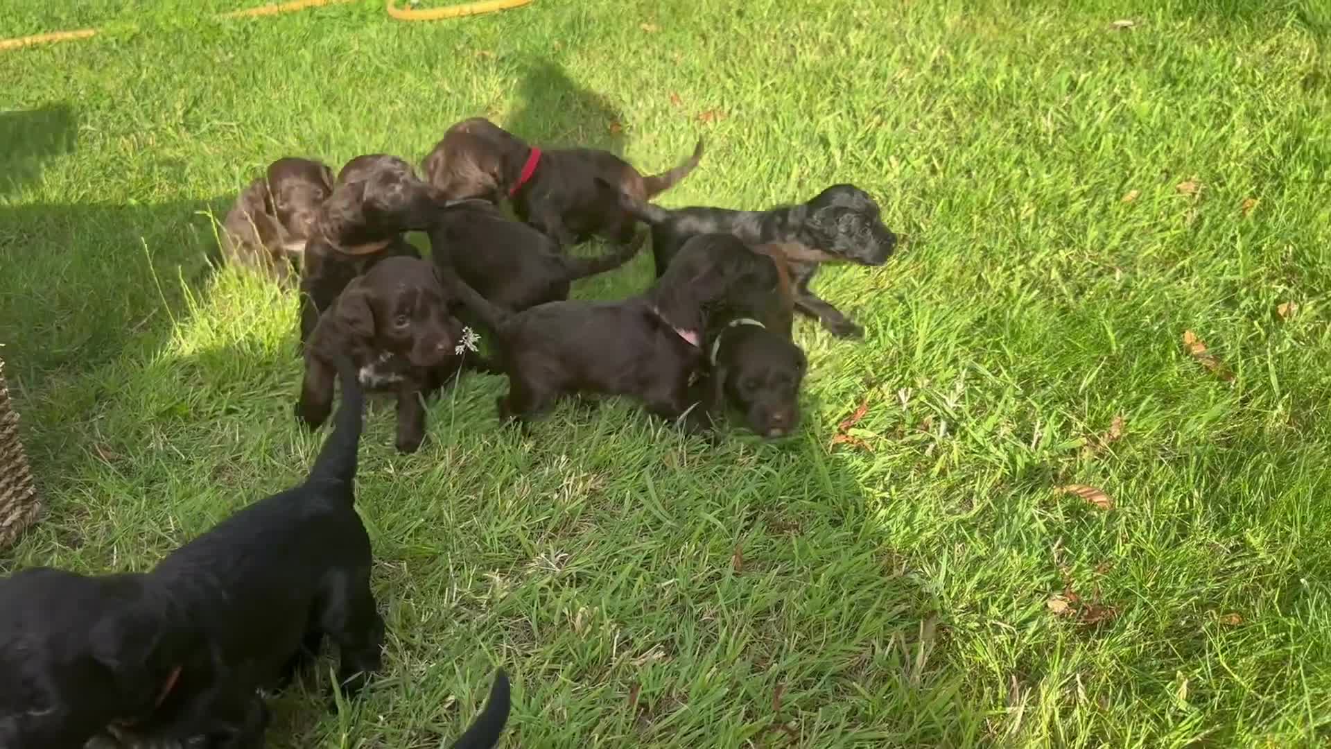 Portuguese Water Dog dogs for sale: Portuguese Water Dog puppies for sale in Oakham - Video 1