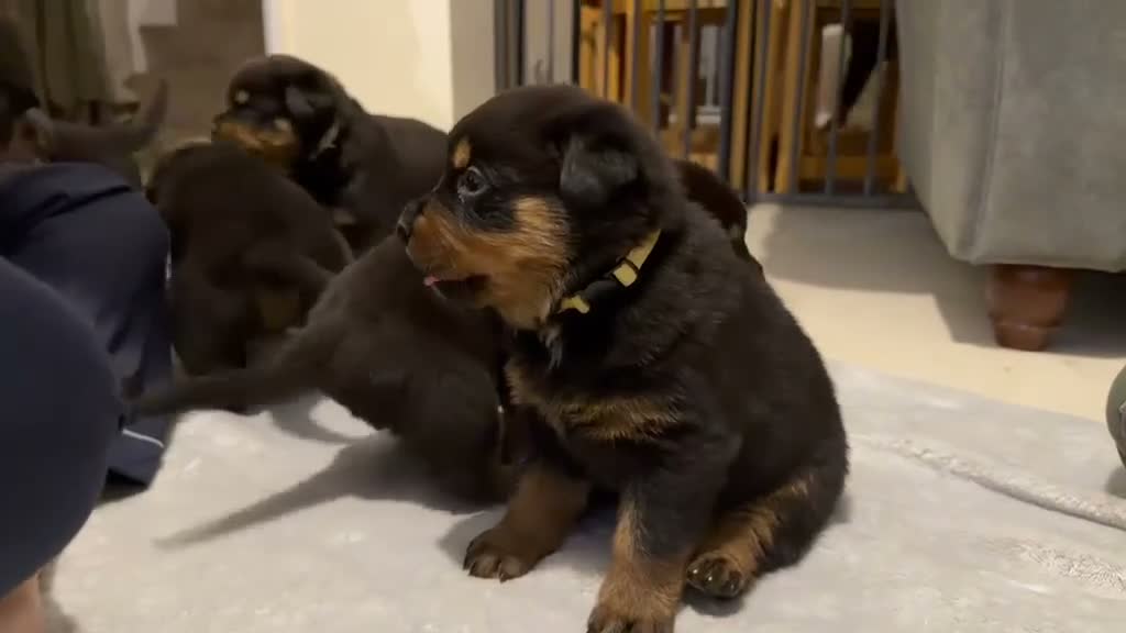 Rottweiler dogs for stud: Rottweiler STUD - Video 1