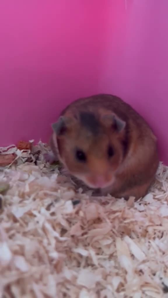 Hamster rodents for sale: Super friendly Siberian Hamster 🐹💕 - Video 1