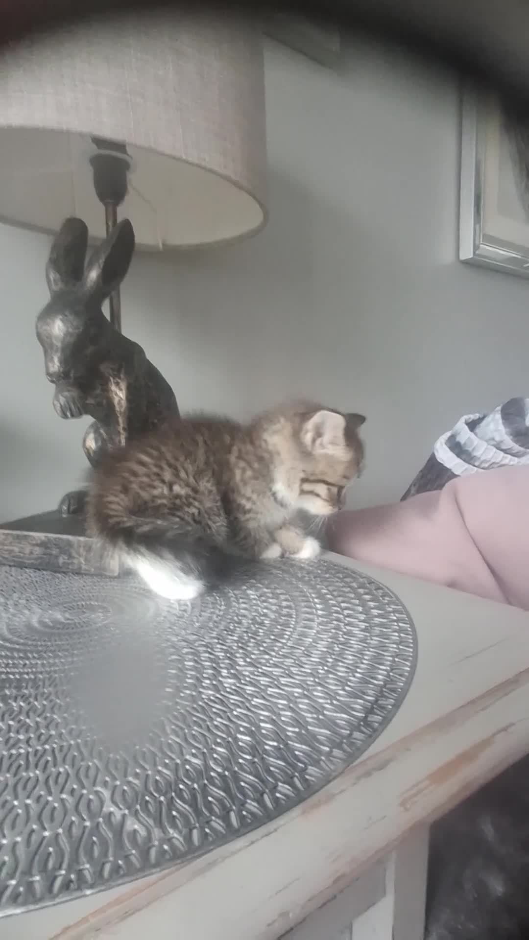 Mixed Breed cats for sale: 3 boy half ragdoll kittens - Video 1