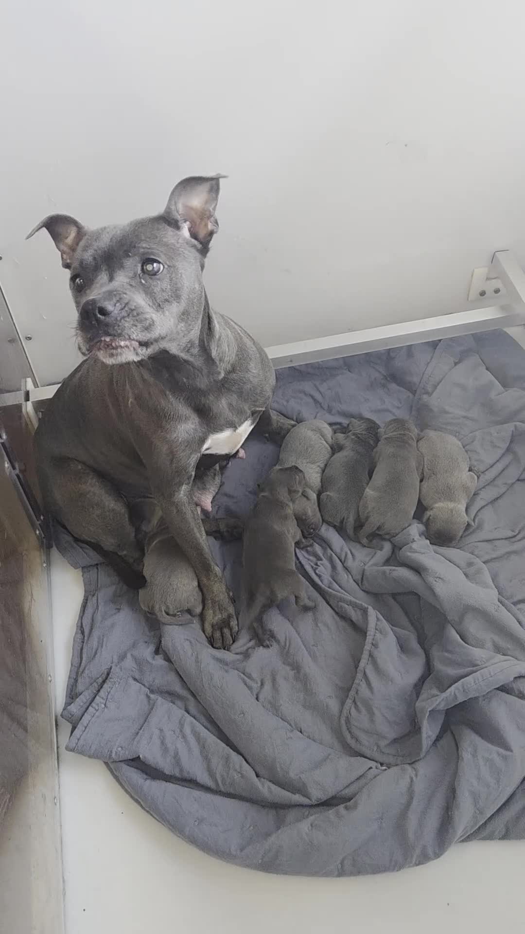 Staffordshire Bull Terrier dogs for sale: KC REG ROYAL REGIMENT BABIES - Video 1