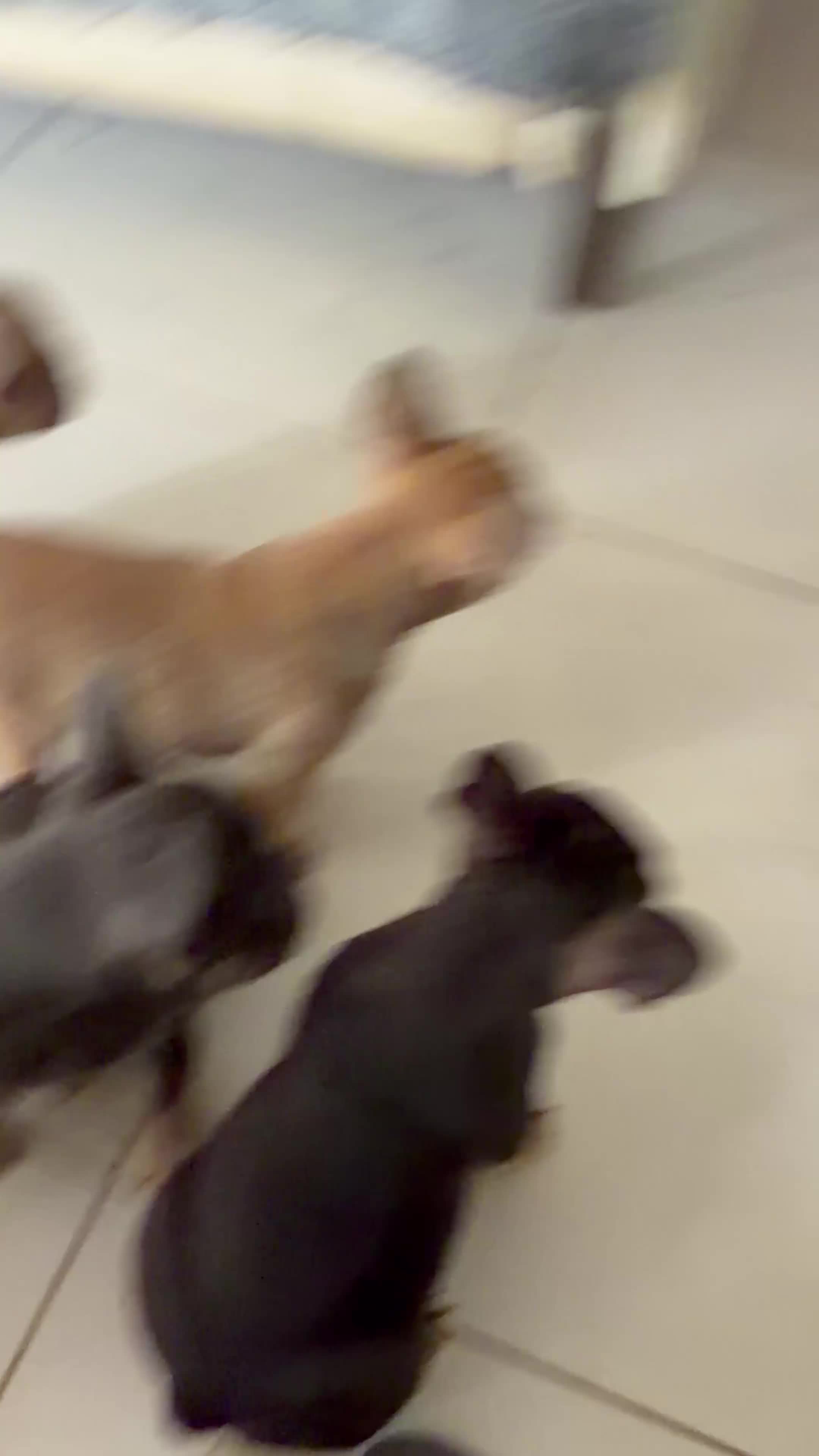 French Bulldog dogs for sale: French Bulldog Puppies Ready for Forever Home - Video 3