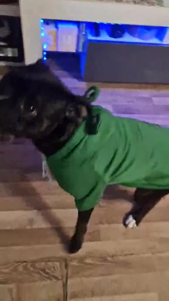 Staffordshire Bull Terrier dogs for sale: Staffordshire Bull Terrier puppy's for sale  - Video 1
