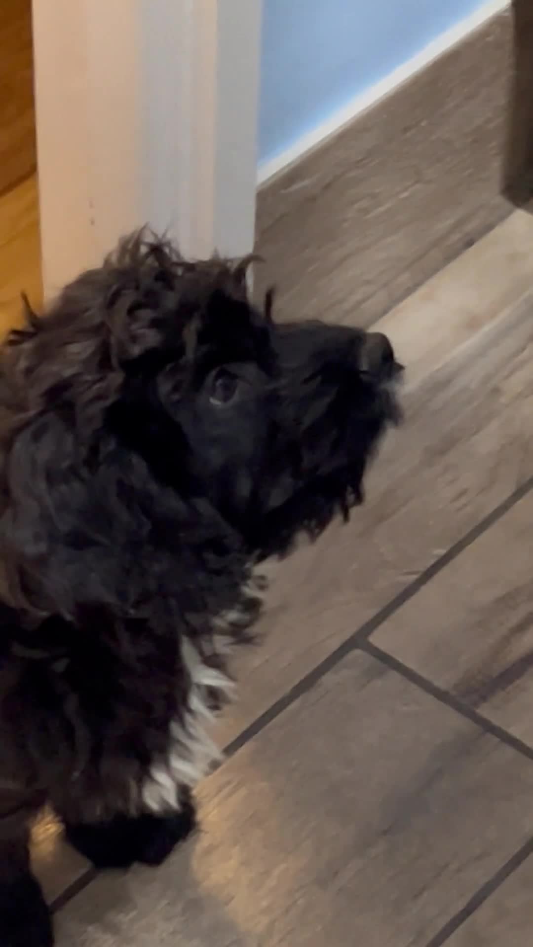 Cockapoo dogs for sale: 11 wk old cockerpoo male - Video 3