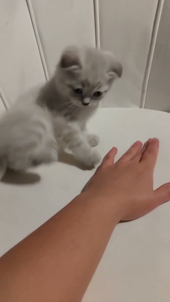British Shorthair cats for sale: 5 handsome boys Bradford  - Video 3