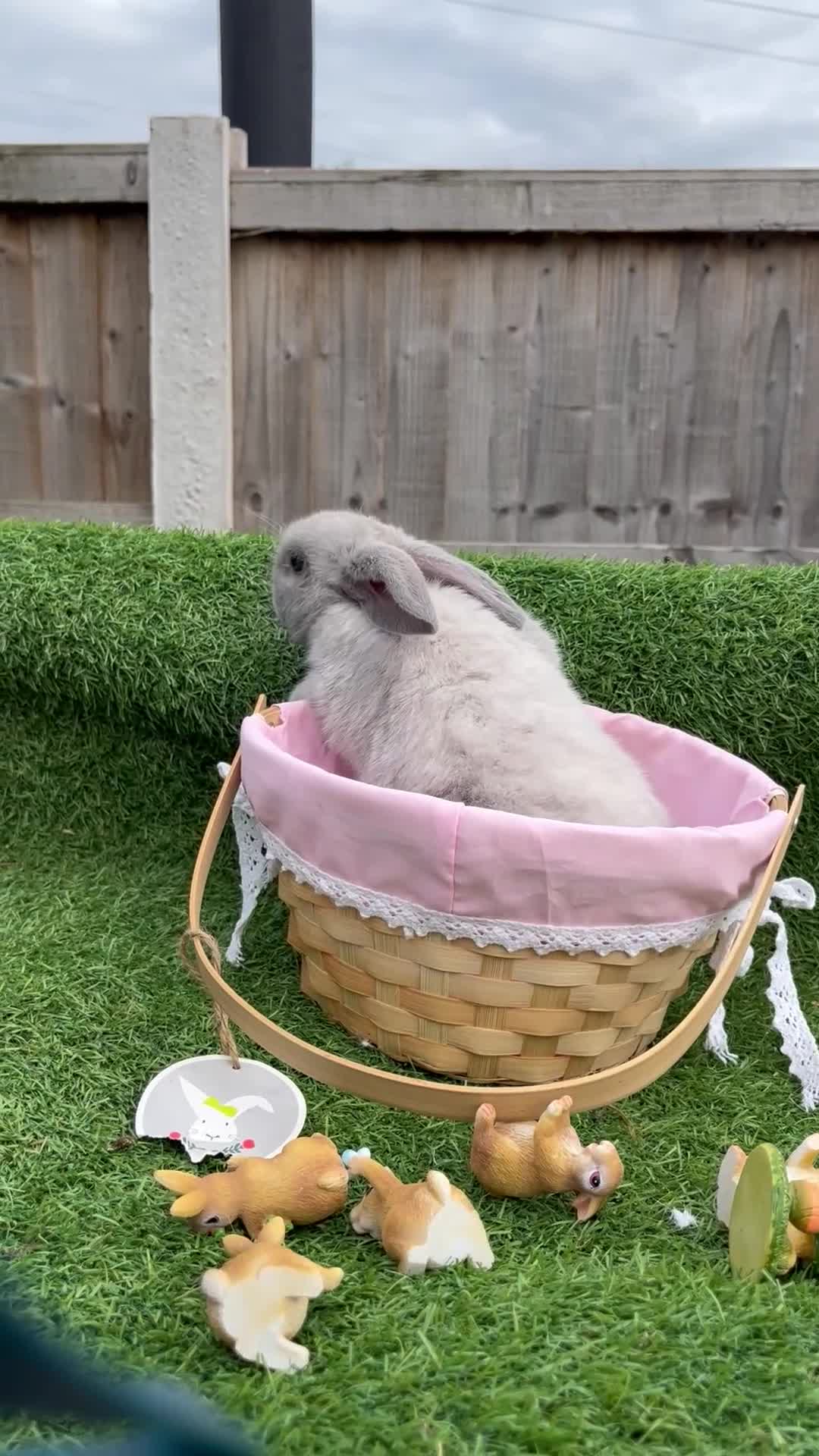 Mini Lop rabbits for sale: Autumn babies - Video 2