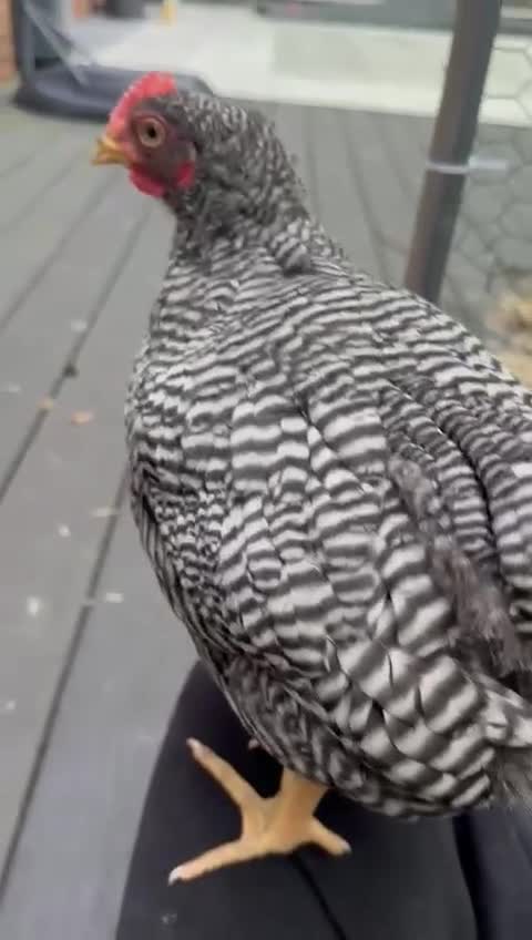 Chickens poultry for sale: Barred Plymouth Rock cockerel  - Video 1
