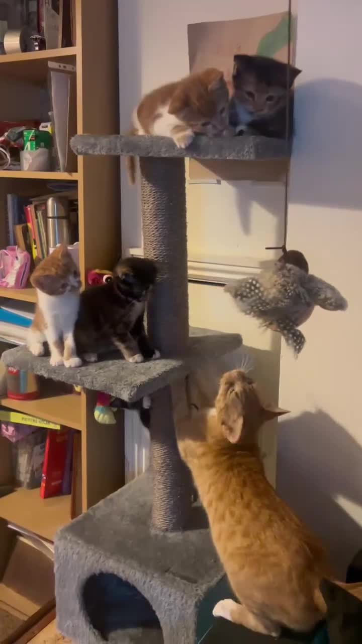 Mixed Breed cats for sale: Cute baby kittens - Video 1