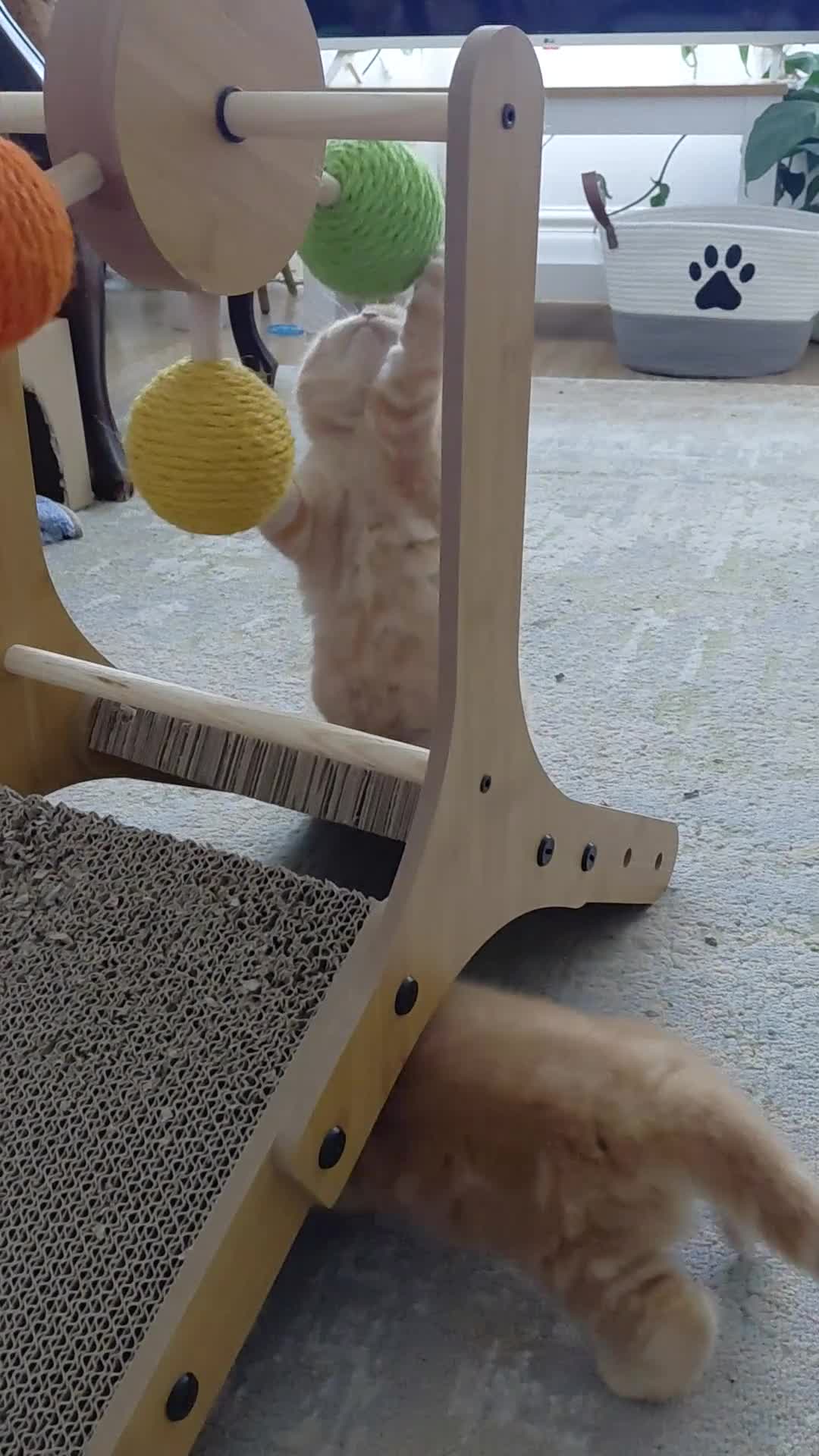 British Shorthair cats for sale: Beautiful British shorthair litter of 3 - Video 1