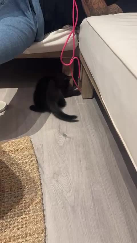 British Shorthair cats for sale: British Shorthair mix kitten needs a loving Rehome - Video 1