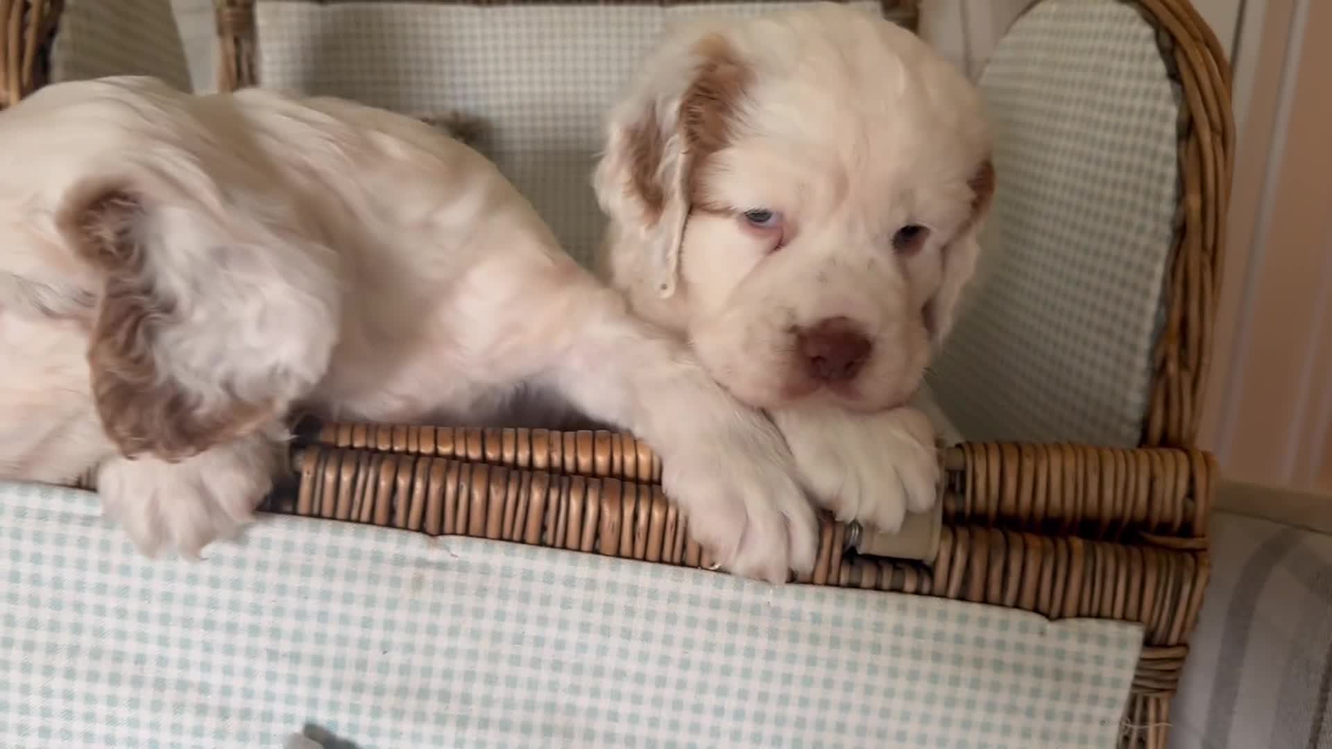 Clumber Spaniel dogs for sale: Fantastic Clumber Spaniel Puppy’s  - Video 2