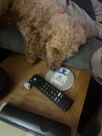 Poochon dogs for sale: 5 beautiful. Poochon puppies  - Video 1