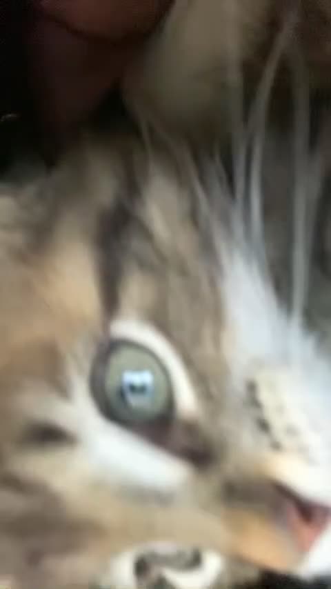 Munchkin cats for sale: Munchkin Kitten - Video 1