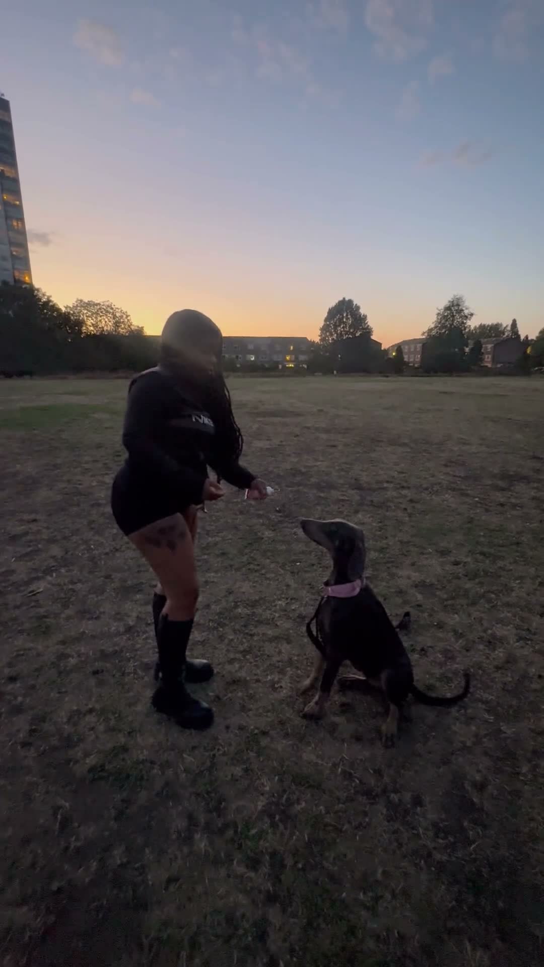 Dobermann dogs for sale: Beautiful Blue and Tan Female Doberman Puppy - Video 1