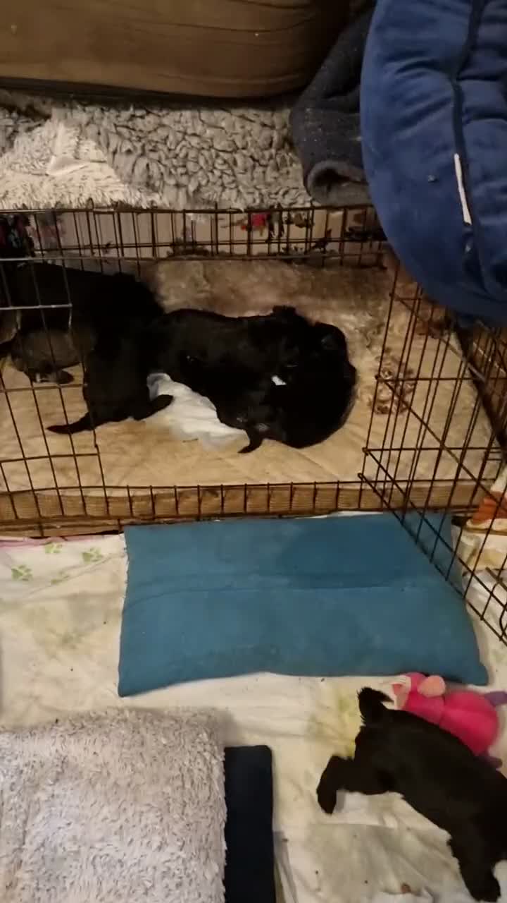 Miniature Schnauzer dogs for sale: Miniature schnauzer  in Evesham - Video 1