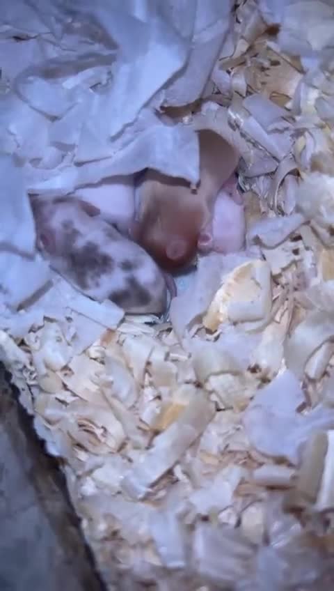 Mouse rodents for sale: Pet Fancy Mice - Adults & Babies - Video 2