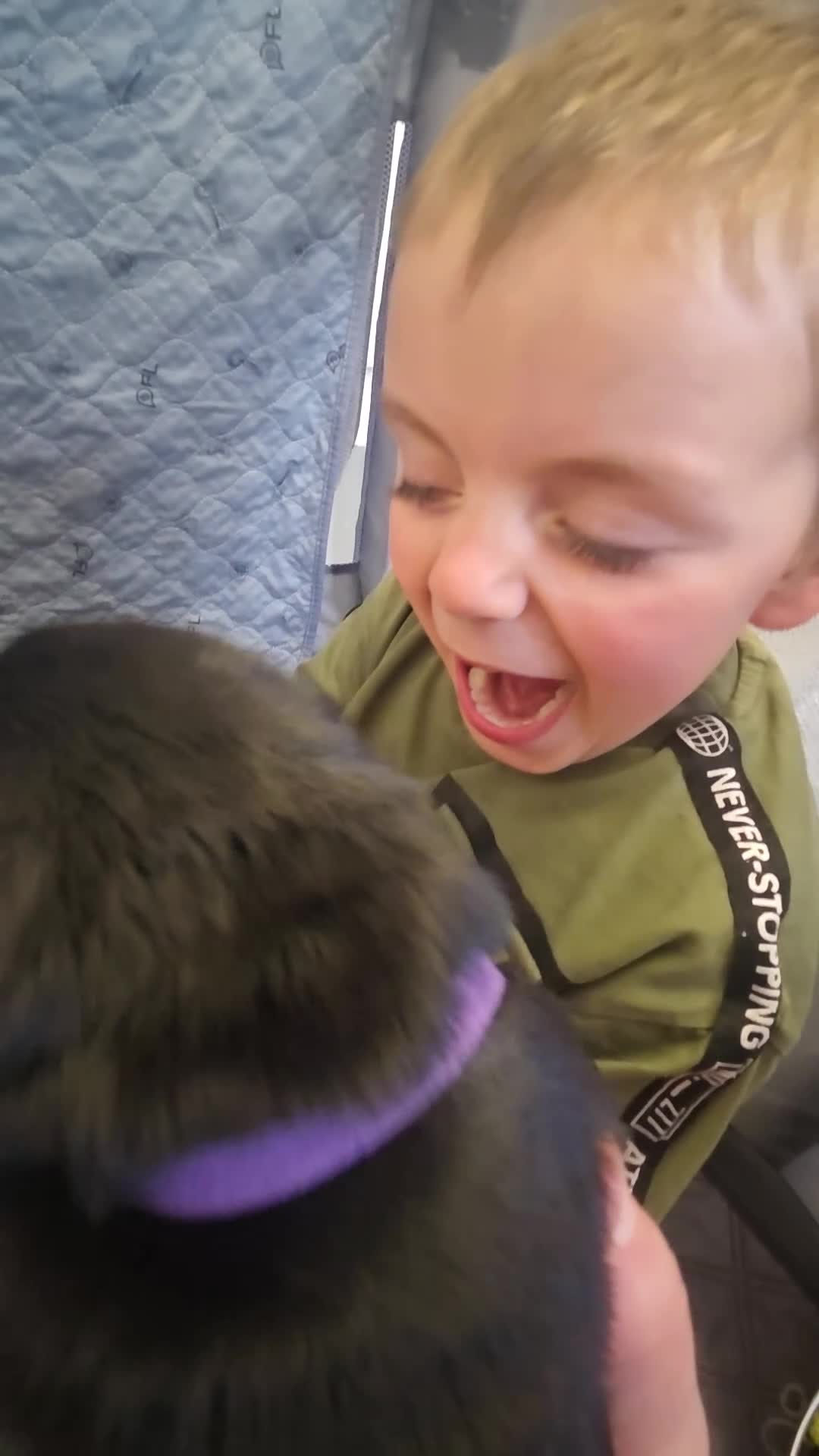 Goldador dogs for sale: Beautiful chunky goldador puppies  - Video 3