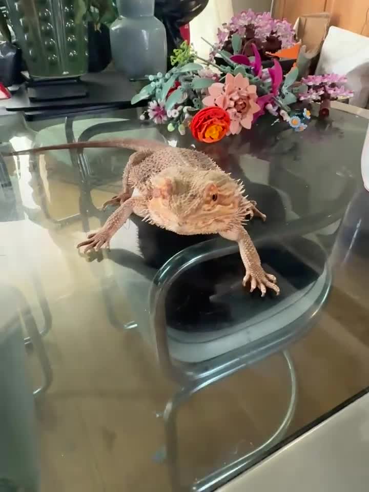 Bearded Dragon reptiles for sale: Bearded Dragon with full 4ft vivarium set up in Chesterfield - Video 1