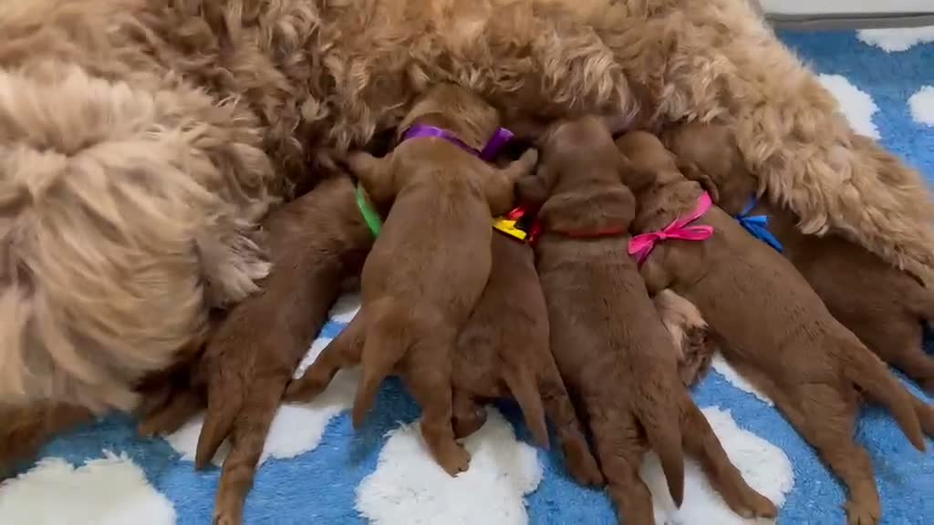 Australian Labradoodle dogs for sale: Superior Australian Labradoodle Puppies - Video 1