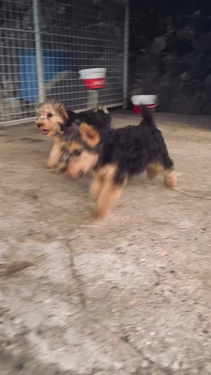 Lakeland Terrier dogs for sale: Lakeland terrier puppies - Video 4