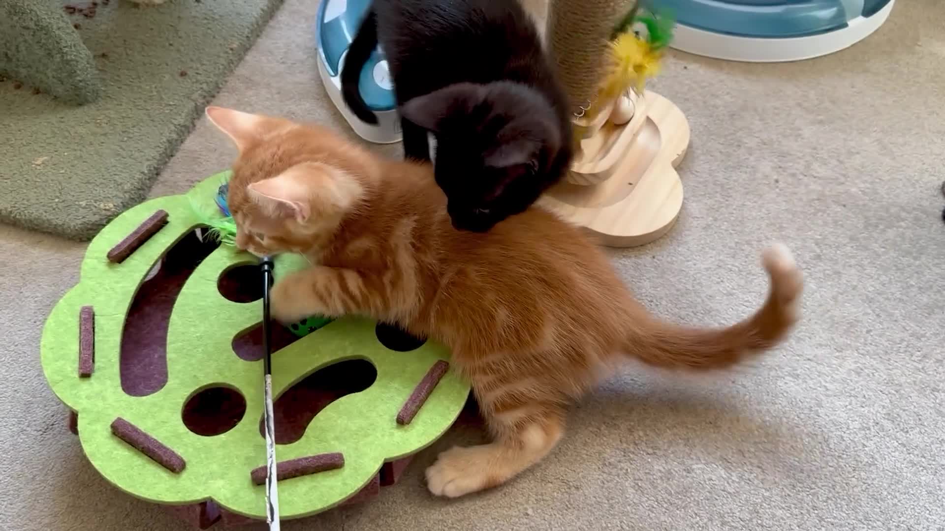 Mixed Breed cats for sale: Amiable bengal&tabby mixed kittens - Video 1