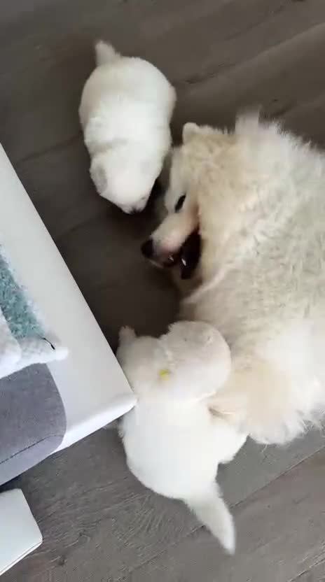 Samoyed dogs for sale: Beautiful Samoyed puppies  - Video 4