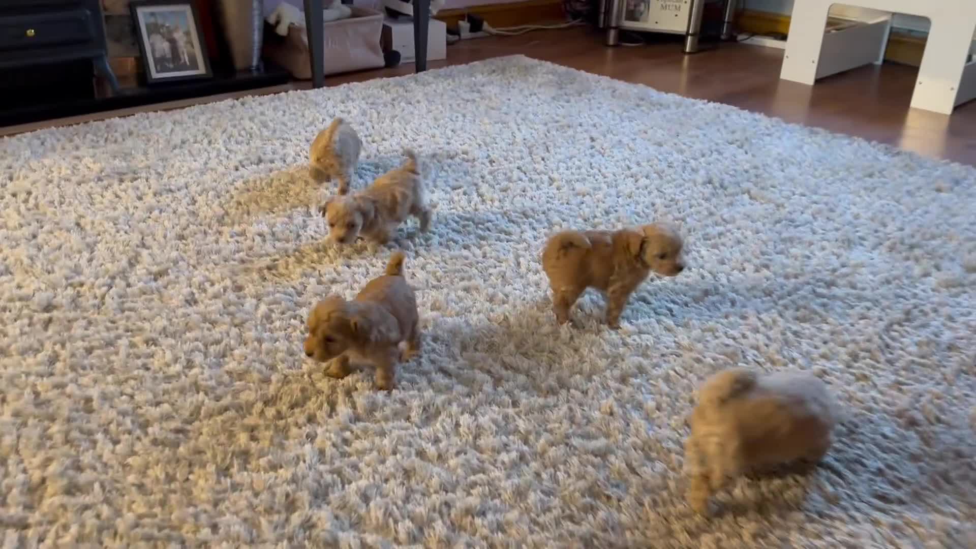 Maltipoo dogs for sale: Real life teddy bear f1 Maltipoos ❤️💥 - Video 1
