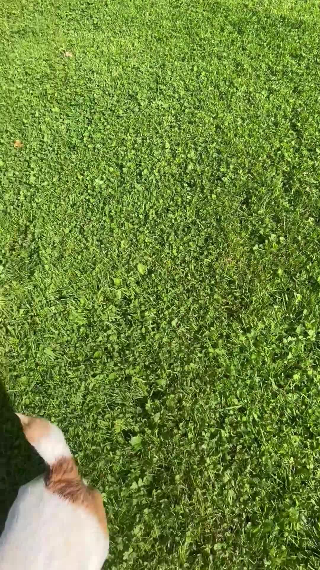 Jack Russell dogs for sale: Archie - Video 1