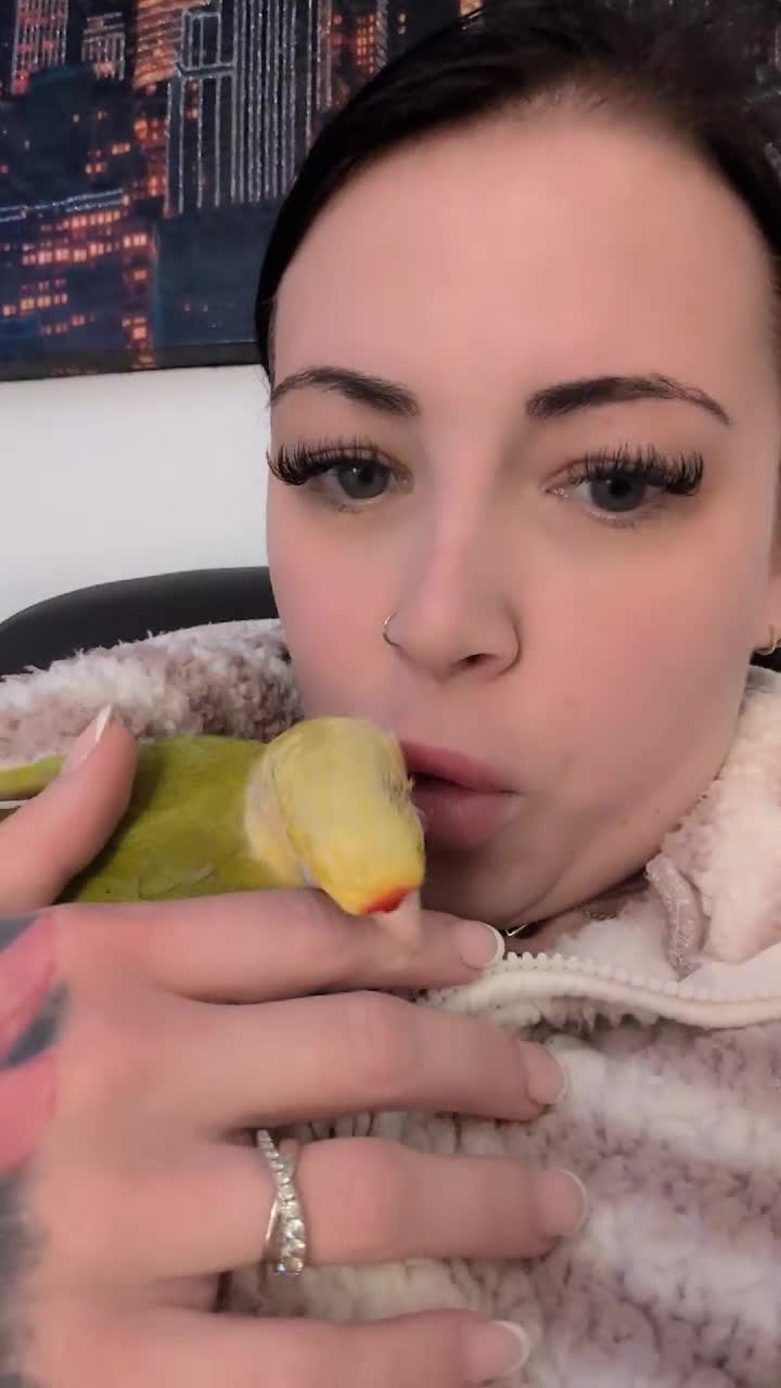 Conures birds for sale: Chilli the Fallow Maroon Belly Conure in Deeside - Video 1