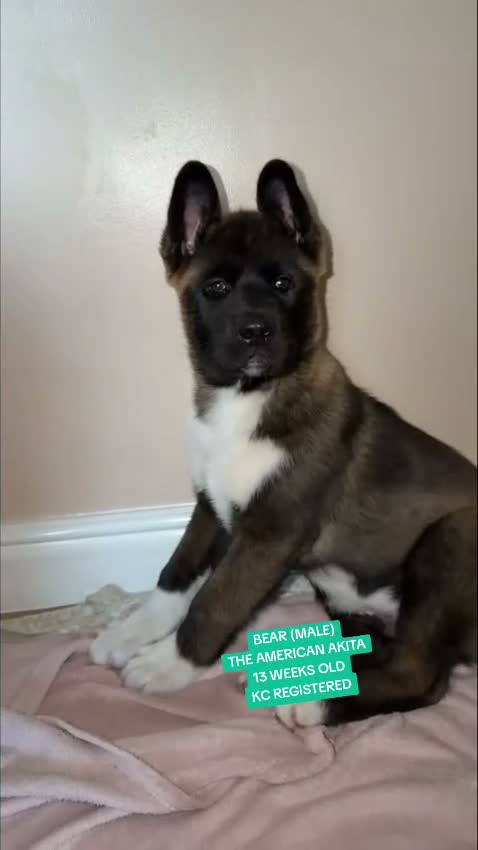 Akita dogs for sale: KC REGISTERED AMERICAN AKITA MALE BLACK MASK - Video 1