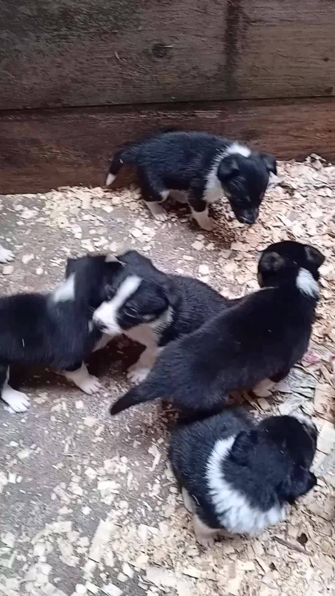 Border Collie dogs for sale: Border collie pups  - Video 1