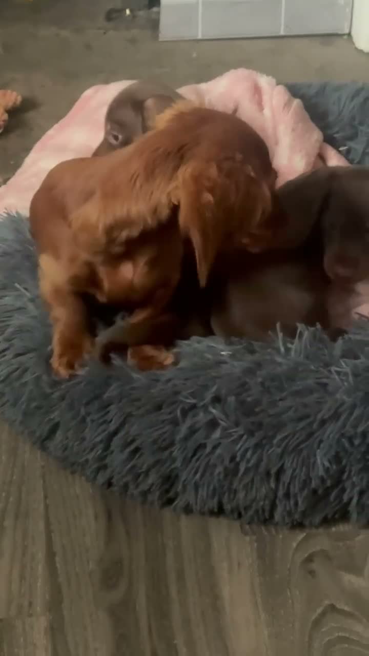 Dachshund dogs for sale: Very small miniature dachshund girl - Video 1