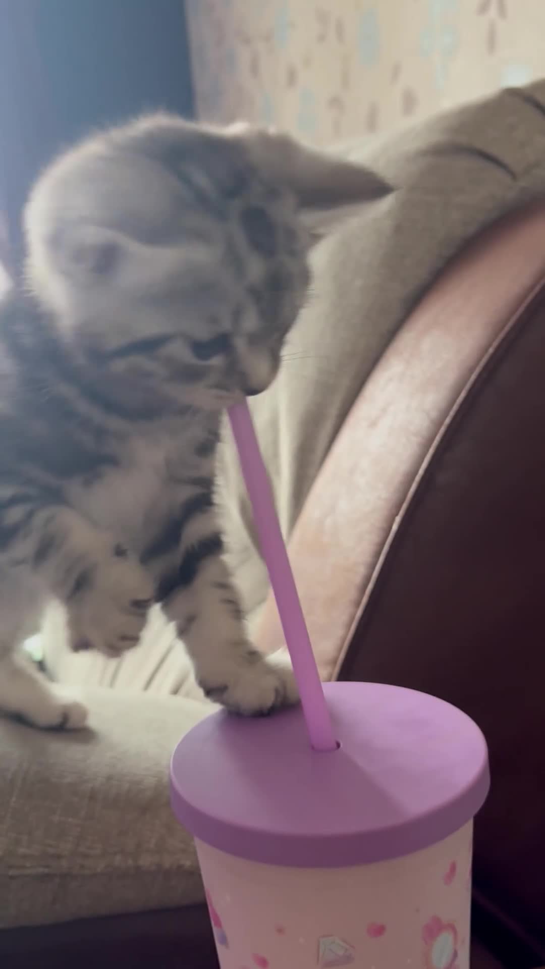 British Shorthair cats for sale: British shorthair cross kittens - Video 1