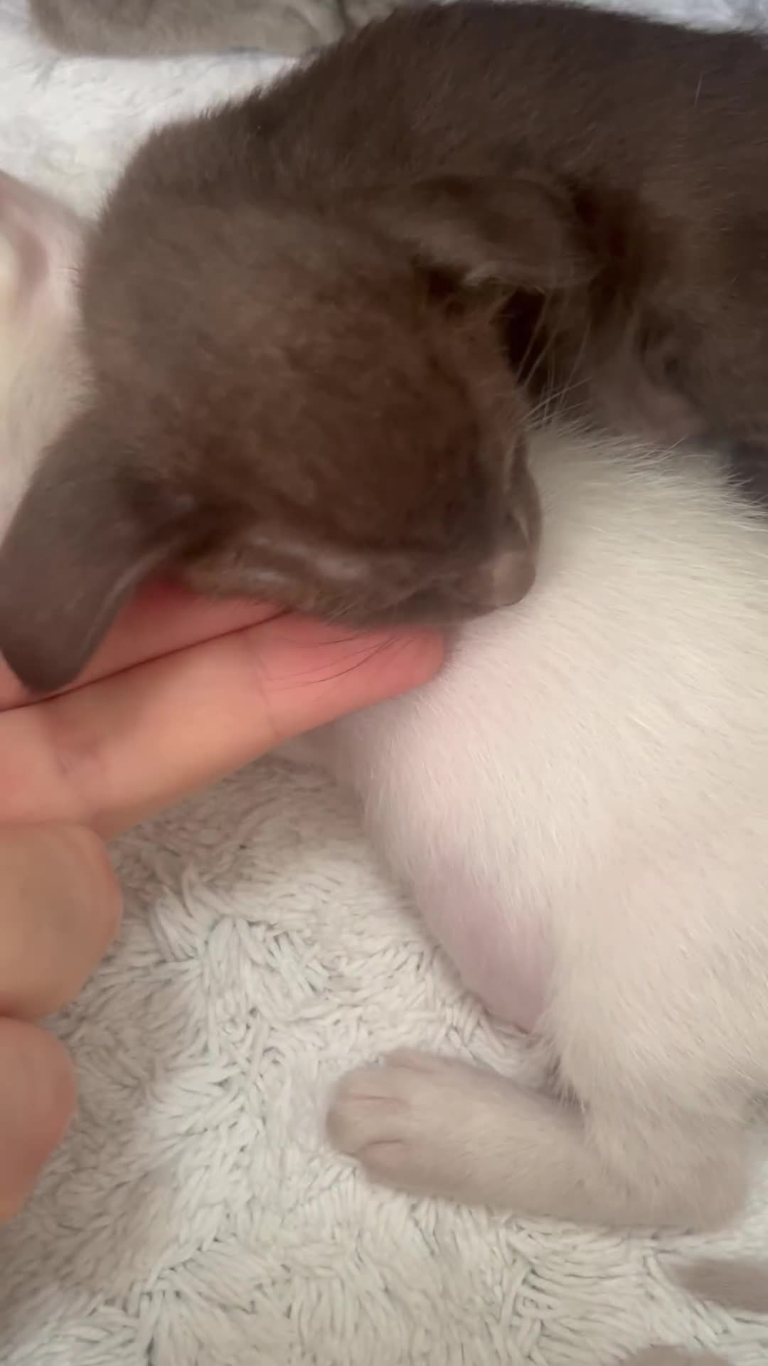 Oriental cats for sale: Outstanding Pedigree Oriental GCCF reg kittens - Video 2