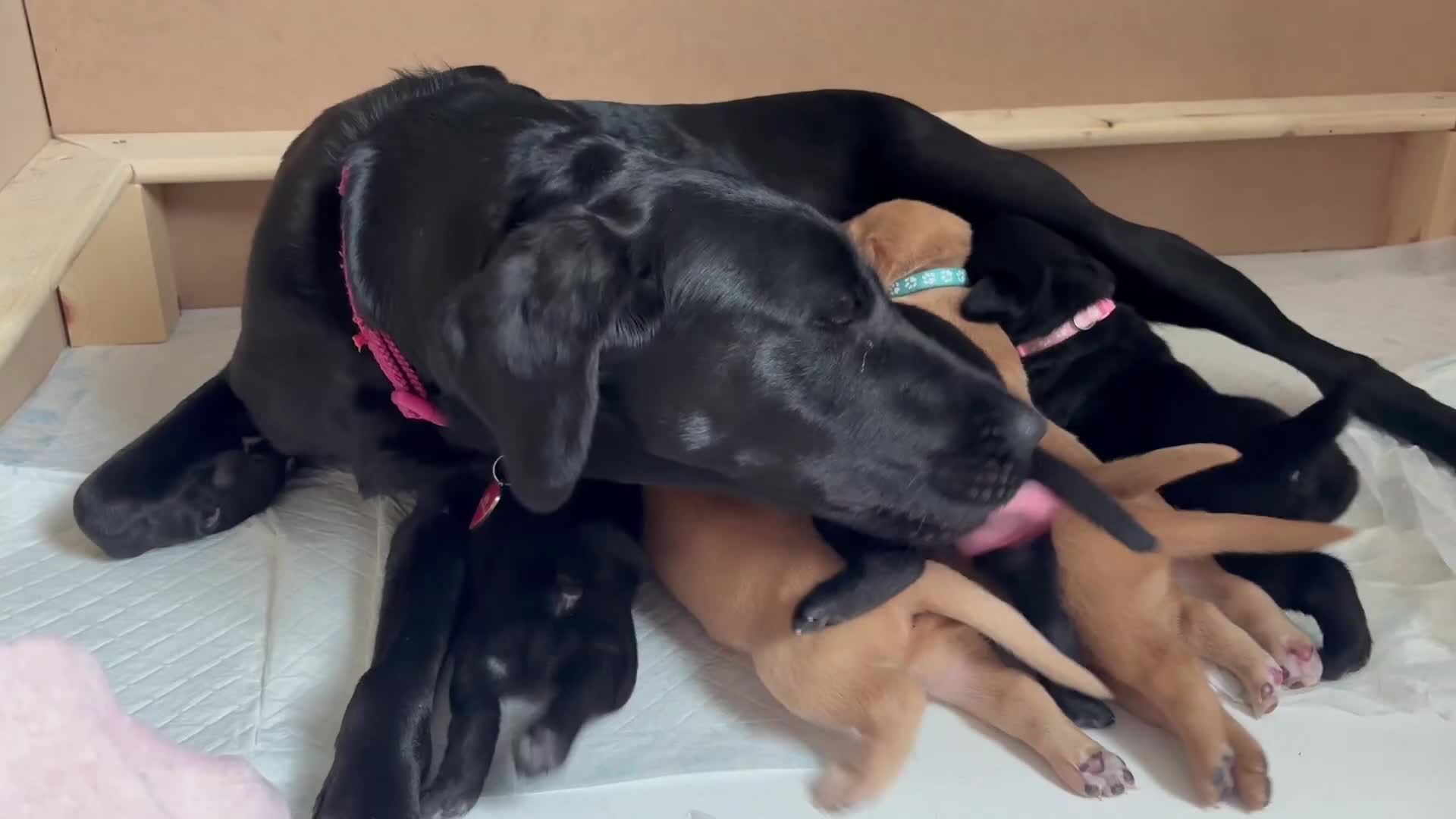 Labrador Retriever dogs for sale: KC registered Labrador retrievers for sale  - Video 1