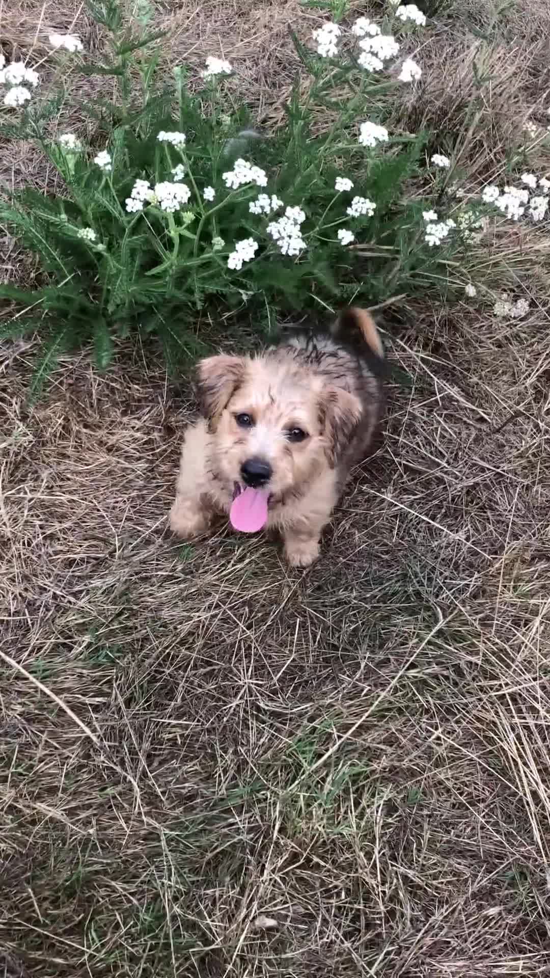 Mixed Breed dogs for sale: Terrier Patterdale x Sealyham  puppies - Video 2