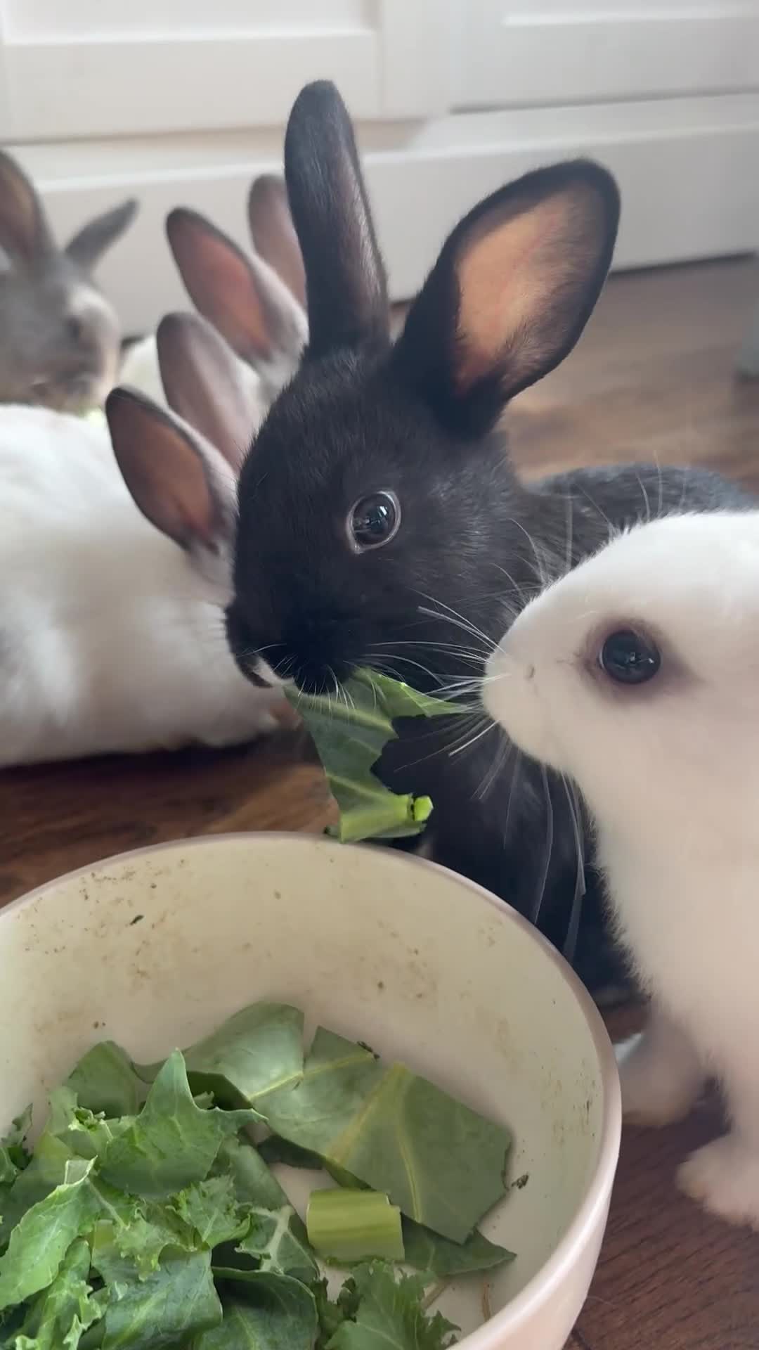 English rabbits for sale: 5 beautiful baby bunnies🐰 2 LEFT - Video 1