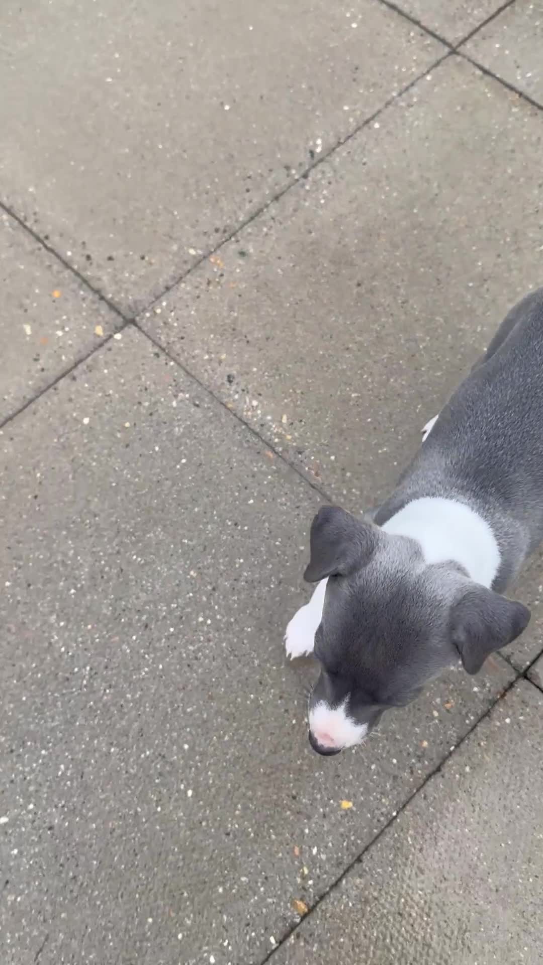 Whippet dogs for sale: Kc pedigree female whippet puppy  - Video 1