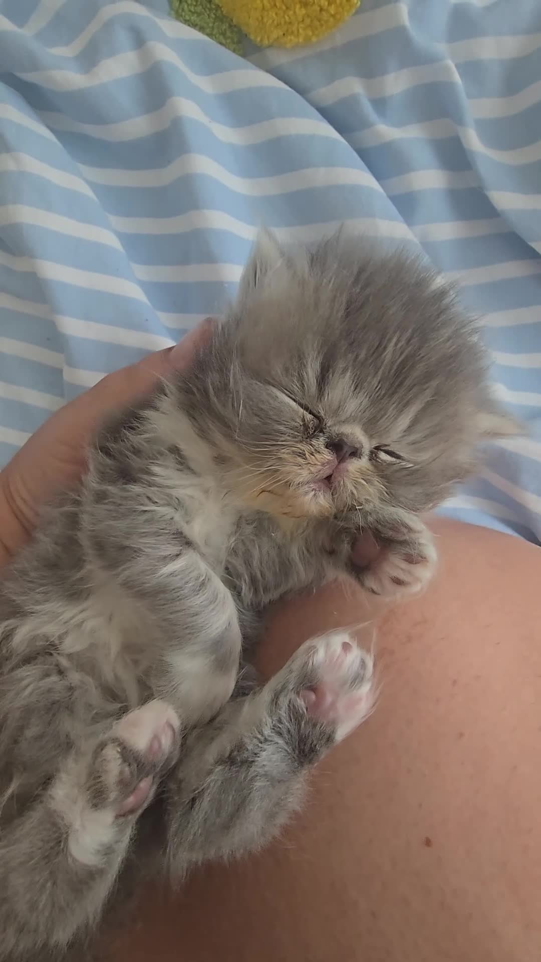 Persian cats for sale: Persian Kittens - Video 4