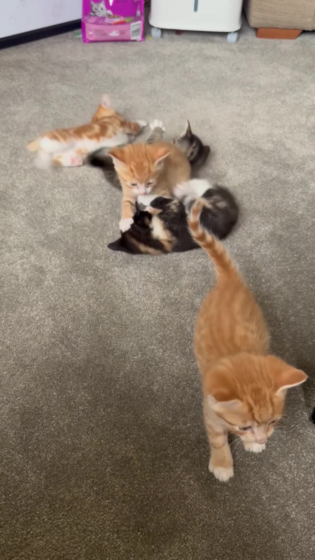 Mixed Breed cats for sale: Part Bengal Ginger Kittens for Sale - READY NOW - Video 1
