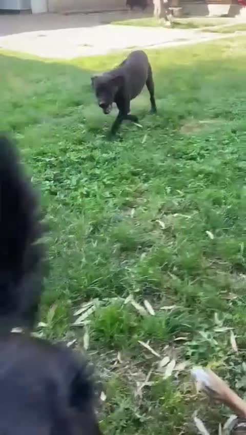 Mixed Breed dogs for adoption: Benny | Bouncy, Loving & Full of Puppy Joy 💜 - Video 3
